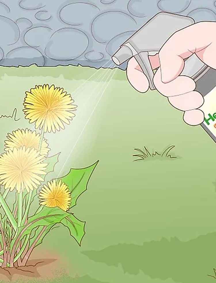 herbicides-for-dandelion