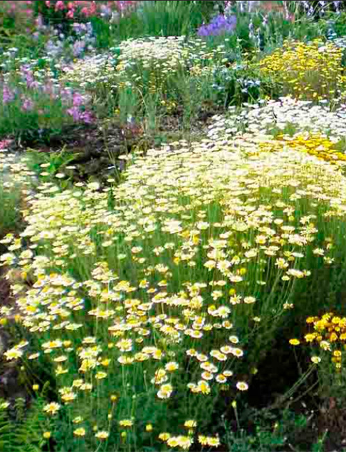 Native and Drought Tolerant Plants