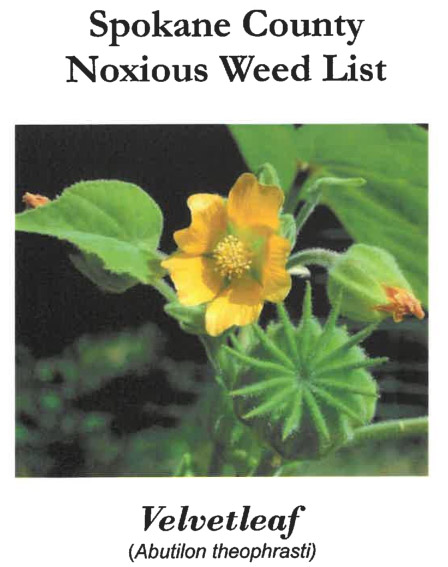 Noxious Weed Velvetleaf