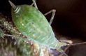 home garden pests