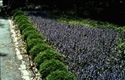 lawns groundcovers